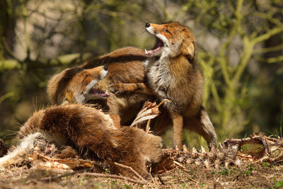 Foxes fighting by bones on field
