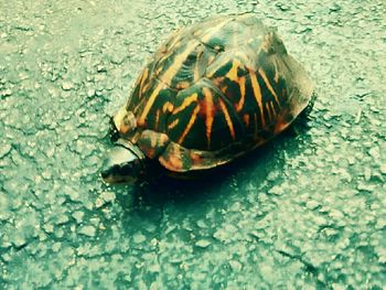 High angle view of tortoise in water