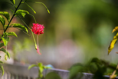 Close-up of flowering plant