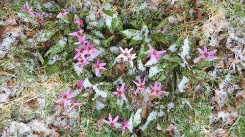 Close-up of pink flowers