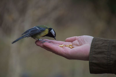 Close-up of hand holding bird