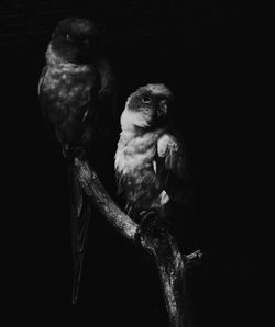 Portrait of bird perching on branch
