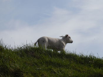 Lamb grazing on grassy field