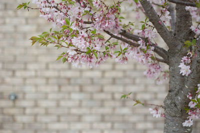 Pink cherry blossoms against wall