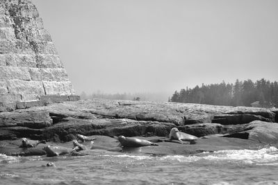 Scenic view of seals resting on beach against sea