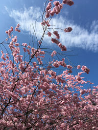 Low angle view of pink flowers blooming on tree against sky