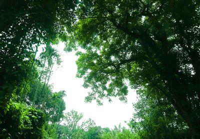 Low angle view of trees in forest
