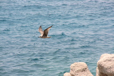 Fish swimming in sea