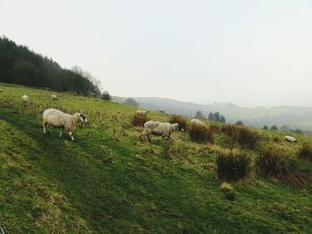 Sheep grazing on field against clear sky