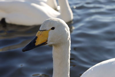 Close-up of a bird