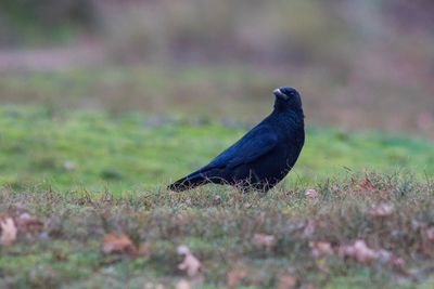 Close-up of bird perching on grass