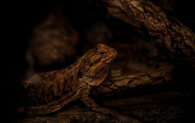 Close-up of lizard on rock