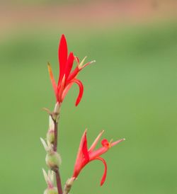Close-up of red flowering plant