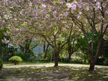 View of cherry blossom trees in park