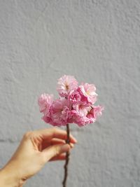 Cropped image of hand holding pink flowers against wall