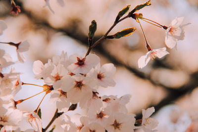 Close-up of white flowers on branch