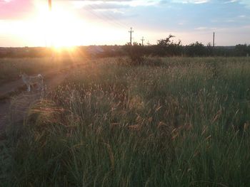 Scenic view of grassy field against sky at sunset