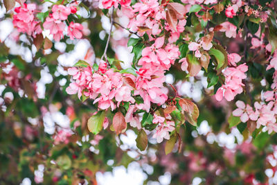 Close-up of pink cherry blossoms