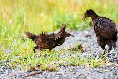 Weka, flightless bird, intimidating another in uruwhenua, new zealand