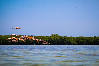 Bird flying over the lake against sky