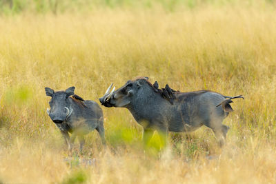 Warthogs on grassy field