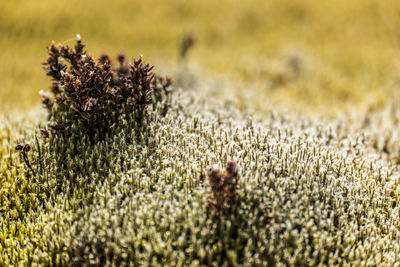 Close-up of insect on plant