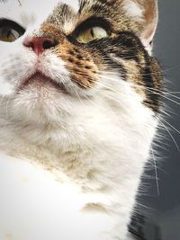 Close-up portrait of cat