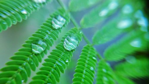 Close-up of raindrops on leaves