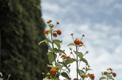 Close-up of flowers against sky