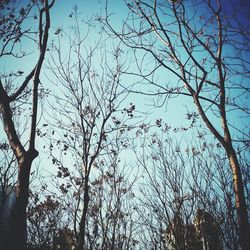 Low angle view of bare trees against sky