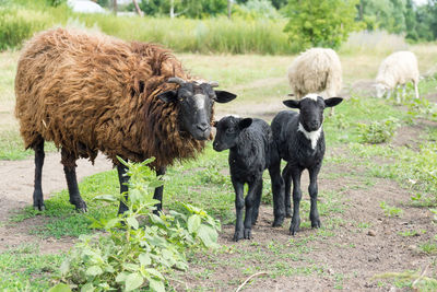 Sheep standing in a field