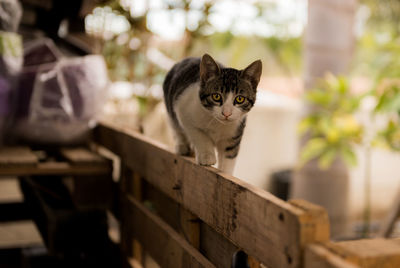 Portrait of cat sitting outdoors