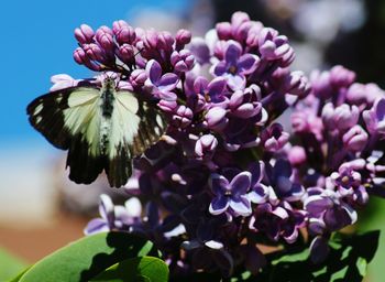 Close-up of insect on purple flowers