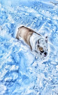High angle view of dog on snow