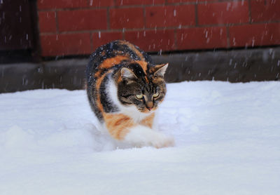 Portrait of cat on snow during winter