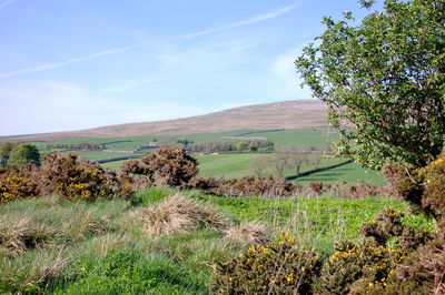 Scenic view of grassy field against sky