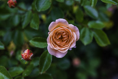 Close-up of rose plant