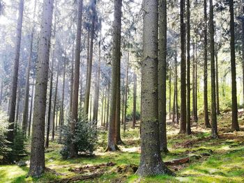 Trees growing in forest