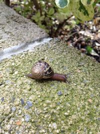 Close-up of snail