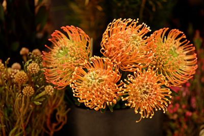 Close-up of red flowering plant