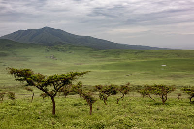 Scenic view of landscape against sky