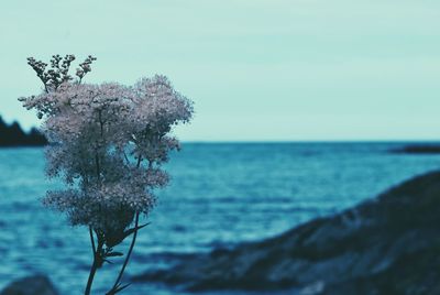 Close-up of flowering plant by sea against sky