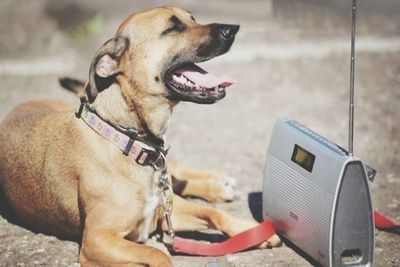 View of a dog looking away