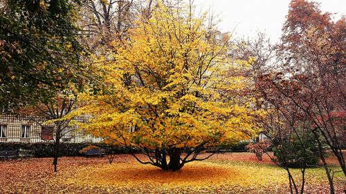View of trees in park