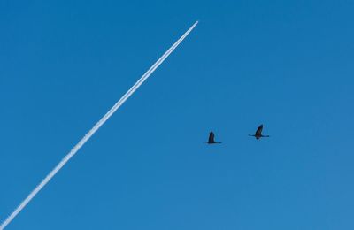 Low angle view of birds flying against clear blue sky