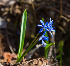 Close-up of purple flowering plant on land