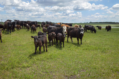 Horses grazing on field