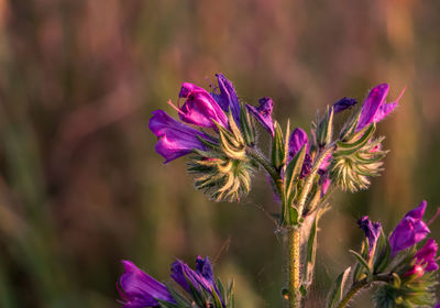 Close-up of pink flowers