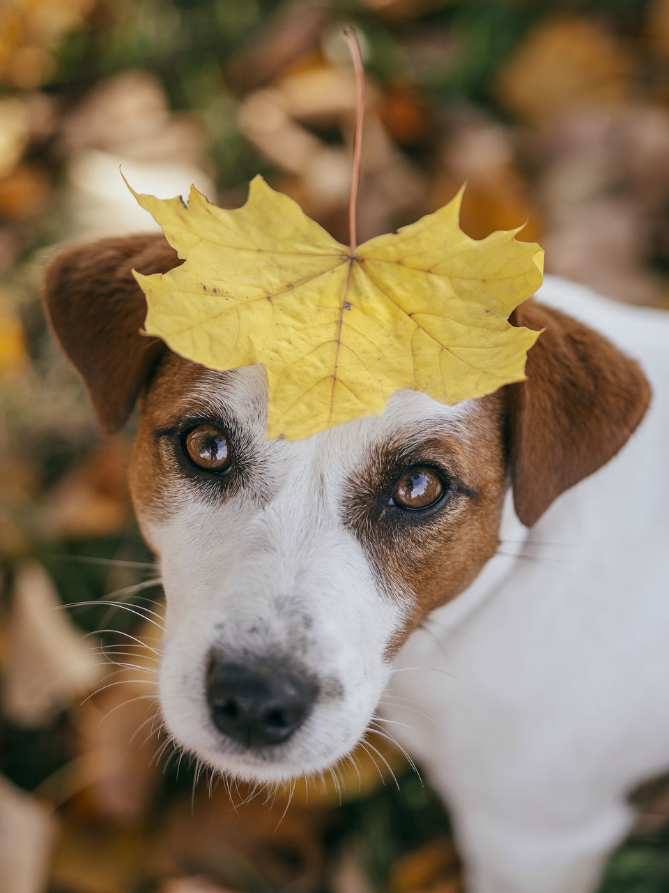 CLOSE-UP PORTRAIT OF DOG OUTDOORS