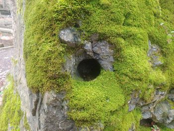 Moss growing on rock in forest
